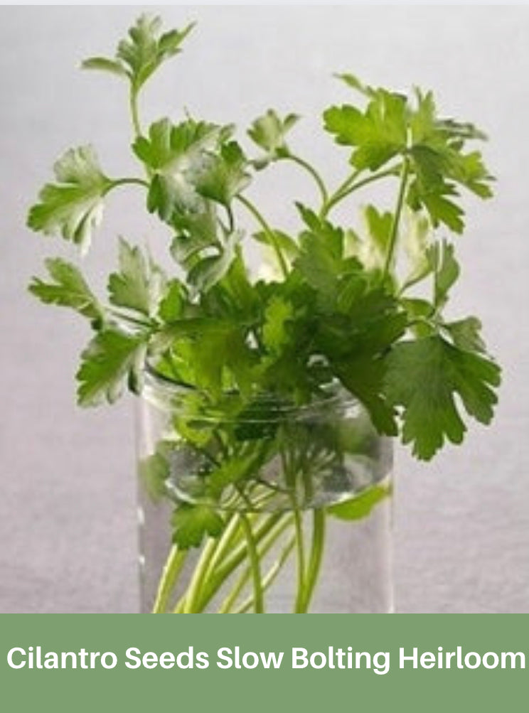 Cilantro Seeds Slow Bolting Heirloom