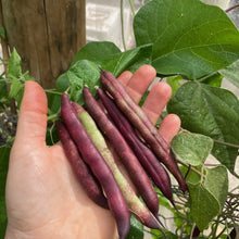 Load image into Gallery viewer, Purple Snap Beans - Cherokee Trail of Tears