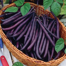 Load image into Gallery viewer, Purple Snap Beans - Cherokee Trail of Tears