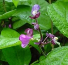 Load image into Gallery viewer, Purple Snap Beans - Cherokee Trail of Tears