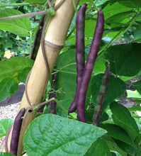 Load image into Gallery viewer, Purple Snap Beans - Cherokee Trail of Tears
