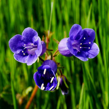 Load image into Gallery viewer, California Bluebell Flower Seeds