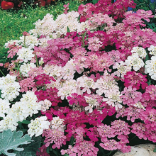Load image into Gallery viewer, Buy Online High Quality Candytuft Mix Flower Seeds | Buy Rare, And Extraordinary Heirloom Seeds - Seeds to Cherish
