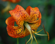 Load image into Gallery viewer, Turks Cap Lily Flower Seeds