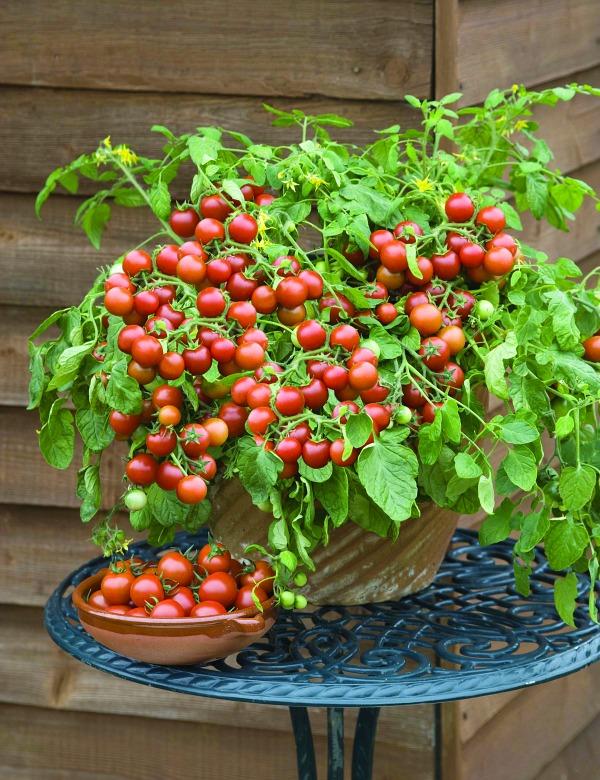 miniature tomato plant seeds Cherry Falls Dwarf Tomato Seeds, Organic