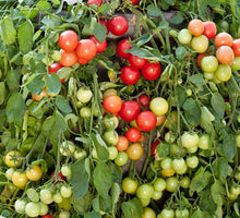 Load image into Gallery viewer, Cherry Falls Dwarf Tomato Seeds