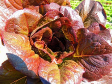 Load image into Gallery viewer, Buy Online High Quality Heirloom Cimmaron Lettuce Seeds | Buy Rare, And Extraordinary Heirloom Seeds - Seeds to Cherish