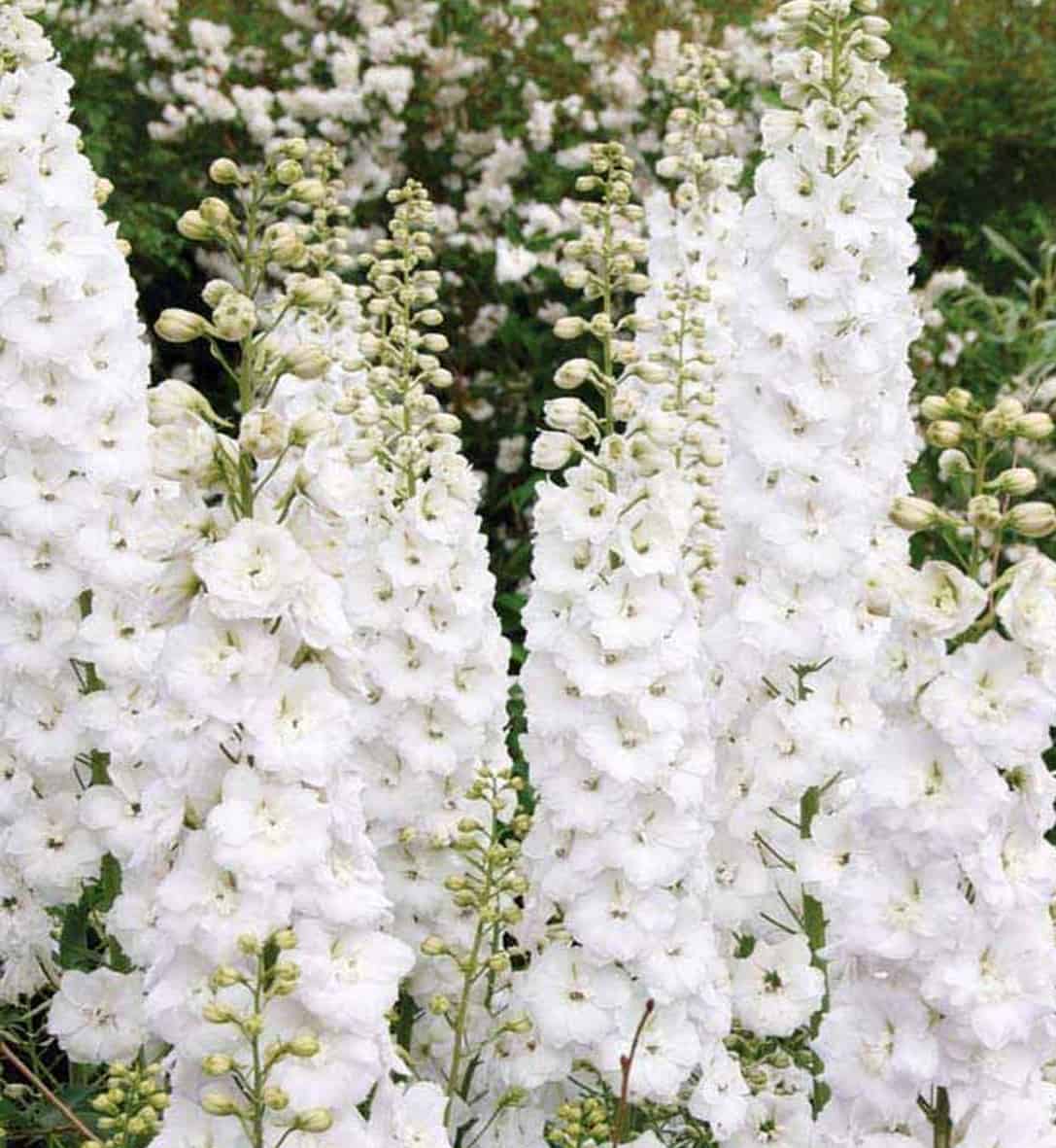 delphinium flower seeds Delphinium White