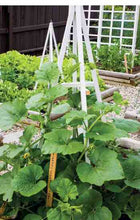 Load image into Gallery viewer, Buy Online High Quality Honeyboat Delicata Squash, Non Gmo, Organic, Super Sweet Squash | Buy Rare, And Extraordinary Heirloom Seeds - Seeds to Cherish