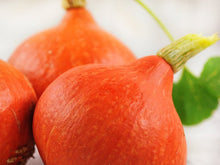 Load image into Gallery viewer, Buy Online High Quality Red Kuri Squash Heirloom Seeds ,Hokkaido, Non Gmo, Heirloom, Organic | Buy Rare, And Extraordinary Heirloom Seeds - Seeds to Cherish