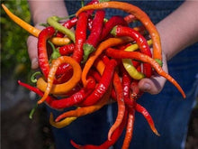Load image into Gallery viewer, Buy Online High Quality Turkish Corbaci Sweet Pepper Seeds | Heirloom, Rare | SeedstoCherish | Buy Rare, And Extraordinary Heirloom Seeds - Seeds to Cherish