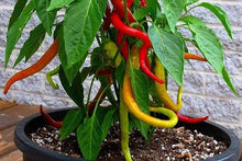 Load image into Gallery viewer, Buy Online High Quality Turkish Corbaci Sweet Pepper Seeds | Heirloom, Rare | SeedstoCherish | Buy Rare, And Extraordinary Heirloom Seeds - Seeds to Cherish