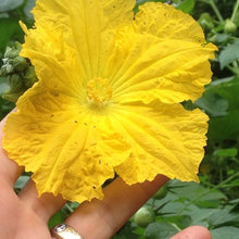 Load image into Gallery viewer, Buy Online High Quality 20 Loofah Sponge Gourd Seeds, Luffa, Heirloom,  Organic, Non Gmo, USA | Buy Rare, And Extraordinary Heirloom Seeds - Seeds to Cherish
