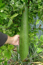Load image into Gallery viewer, Buy Online High Quality 20 Loofah Sponge Gourd Seeds, Luffa, Heirloom, Organic, Non Gmo, USA | Buy Rare, And Extraordinary Heirloom Seeds - Seeds to Cherish