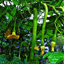 Load image into Gallery viewer, Buy Online High Quality Heirloom Tromboncino Squash Seeds, Zucchinio Squash, Rampicante, Zucchetta, Heavy Yields, Organic, USA | Buy Rare, And Extraordinary Heirloom Seeds - Seeds to Cherish