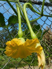 Load image into Gallery viewer, Buy Online High Quality Heirloom Tromboncino Squash Seeds, Zucchinio Squash, Rampicante, Zucchetta, Heavy Yields, Organic, USA | Buy Rare, And Extraordinary Heirloom Seeds - Seeds to Cherish