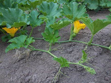 Load image into Gallery viewer, Buy Online High Quality Heirloom, Pumpkin Seeds, Howden | Buy Rare, And Extraordinary Heirloom Seeds - Seeds to Cherish