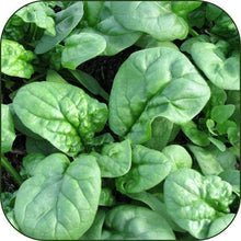 Load image into Gallery viewer, Buy Online High Quality Spinach Seeds, Heirloom, Bloomsdale, Organic, | Buy Rare, And Extraordinary Heirloom Seeds - Seeds to Cherish