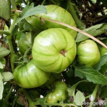 Load image into Gallery viewer, Buy Online High Quality Heirloom Black Krim Tomato Seeds, Organic | Buy Rare, And Extraordinary Heirloom Seeds - Seeds to Cherish