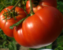 Load image into Gallery viewer, Buy Online High Quality Heirloom Mortgage Lifter Tomato Seeds, Non Gmo, Organic, USA, Old Fashioned Taste, Beefsteak | Buy Rare, And Extraordinary Heirloom Seeds - Seeds to Cherish