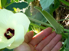 Load image into Gallery viewer, Buy Online High Quality Heirloom Okra Seeds, Clemson, Organic, Non Gmo, USA, Very Productive | Buy Rare, And Extraordinary Heirloom Seeds - Seeds to Cherish