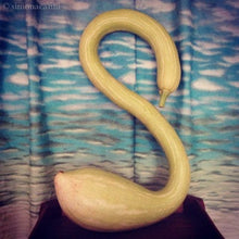 Load image into Gallery viewer, Buy Online High Quality Heirloom Tromboncino Squash Seeds, Zucchinio Squash, Rampicante, Zucchetta, Heavy Yields, Organic, USA | Buy Rare, And Extraordinary Heirloom Seeds - Seeds to Cherish