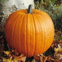 Load image into Gallery viewer, Buy Online High Quality Heirloom, Pumpkin Seeds, Howden | Buy Rare, And Extraordinary Heirloom Seeds - Seeds to Cherish