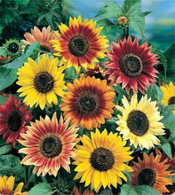 Load image into Gallery viewer, Buy Online High Quality Autumn Beauty Sunflower Mix Seeds, Heirloom, Organic, | Buy Rare, And Extraordinary Heirloom Seeds - Seeds to Cherish