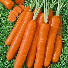 Load image into Gallery viewer, Buy Online High Quality Heirloom Carrot Seeds, Scarlet Nantes, Sweet, Coreless carrot, Non Gmo, USA, Easy to Grow, Fun for Kids | Buy Rare, And Extraordinary Heirloom Seeds - Seeds to Cherish