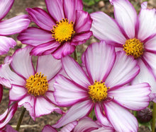 Load image into Gallery viewer, Buy Online High Quality Cosmos Seeds, Pink, Purple, Flower Seeds, | Buy Rare, And Extraordinary Heirloom Seeds - Seeds to Cherish
