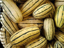 Load image into Gallery viewer, Buy Online High Quality Heirloom Delicata Squash Seed, Non Gmo, Organic USA, Similar Taste to a Sweet Potato | Buy Rare, And Extraordinary Heirloom Seeds - Seeds to Cherish