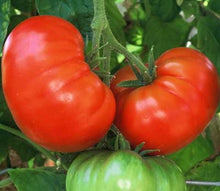 Load image into Gallery viewer, Buy Online High Quality Heirloom Tomato Fireworks Seeds, Organic, Non Gmo, Good for Hot Climate | Buy Rare, And Extraordinary Heirloom Seeds - Seeds to Cherish