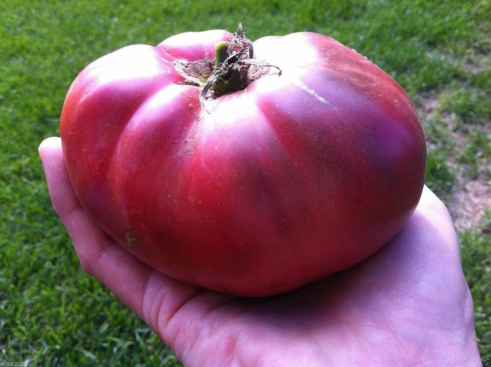 Tomato Brandywine True Black Seeds For Planting 100+ Seeds - Perfect