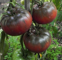 Load image into Gallery viewer, Buy Online High Quality Heirloom Black Krim Tomato Seeds, Organic | Buy Rare, And Extraordinary Heirloom Seeds - Seeds to Cherish