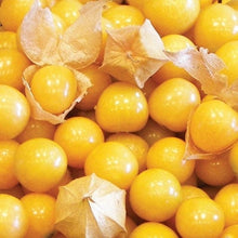Load image into Gallery viewer, Buy Online High Quality Heirloom Ground Cherry Seeds, Aunt Molly Berry Seeds | Buy Rare, And Extraordinary Heirloom Seeds - Seeds to Cherish
