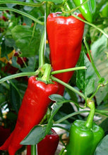 Load image into Gallery viewer, Buy Online High Quality Heirloom Sweet Pepper Italian, Tolls | Buy Rare, And Extraordinary Heirloom Seeds - Seeds to Cherish