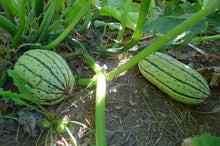 Load image into Gallery viewer, Buy Online High Quality Heirloom Delicata Squash Seed, Non Gmo, Organic USA, Similar Taste to a Sweet Potato | Buy Rare, And Extraordinary Heirloom Seeds - Seeds to Cherish