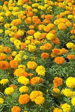 Load image into Gallery viewer, Buy Online High Quality Marigold Mix Flower Seeds, African Crackerjack | Buy Rare, And Extraordinary Heirloom Seeds - Seeds to Cherish