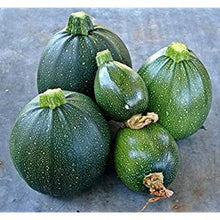 Load image into Gallery viewer, Buy Online High Quality Heirloom Round Tatume Squash Seeds, Zucchini Squash | Buy Rare, And Extraordinary Heirloom Seeds - Seeds to Cherish