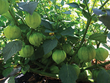Load image into Gallery viewer, Buy Online High Quality Tomatillo Heirloom Seeds, Rio Grande, Verde, Non Gmo, USA, Wrapper Tomato | Buy Rare, And Extraordinary Heirloom Seeds - Seeds to Cherish