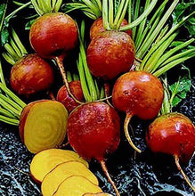Load image into Gallery viewer, Buy Online High Quality Heirloom beets, Golden Detroit, beetroot, sugar beets, Easy to Grow, Quick Harvest | Buy Rare, And Extraordinary Heirloom Seeds - Seeds to Cherish