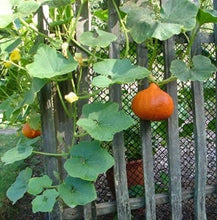 Load image into Gallery viewer, Buy Online High Quality Red Kuri Squash Heirloom Seeds ,Hokkaido, Non Gmo, Heirloom, Organic | Buy Rare, And Extraordinary Heirloom Seeds - Seeds to Cherish