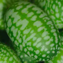 Load image into Gallery viewer, Buy Online High Quality Mouse Melon, Cucamelon Seed, Tiny Melon, Tiny fruit to grow, Melothria scobra, Rare Seeds | Buy Rare, And Extraordinary Heirloom Seeds - Seeds to Cherish