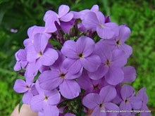 Load image into Gallery viewer, Buy Online High Quality Dames Rocket Purple Flower Seeds, Fragrant Perennial | Buy Rare, And Extraordinary Heirloom Seeds - Seeds to Cherish