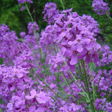 Load image into Gallery viewer, Buy Online High Quality Dames Rocket Purple Flower Seeds, Fragrant Perennial | Buy Rare, And Extraordinary Heirloom Seeds - Seeds to Cherish