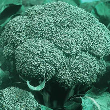 Load image into Gallery viewer, Buy Online High Quality Calabrese Broccoli Seeds | Buy Rare, And Extraordinary Heirloom Seeds - Seeds to Cherish