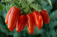 Load image into Gallery viewer, Buy Online High Quality Heirloom San Marzano Tomato Seeds | Buy Rare, And Extraordinary Heirloom Seeds - Seeds to Cherish