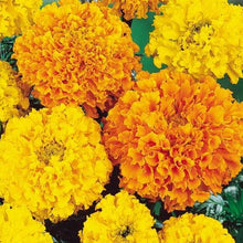 Load image into Gallery viewer, Buy Online High Quality Marigold Mix Flower Seeds, African Crackerjack | Buy Rare, And Extraordinary Heirloom Seeds - Seeds to Cherish