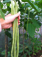 Load image into Gallery viewer, Buy Online High Quality Yard Long Bean Seed Mix, Red and Green | Buy Rare, And Extraordinary Heirloom Seeds - Seeds to Cherish