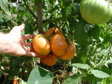 Load image into Gallery viewer, Buy Online High Quality Kelloggs Breakfast, Tomato Seeds Heirloom | Buy Rare, And Extraordinary Heirloom Seeds - Seeds to Cherish